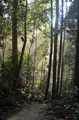 Sunbeams streaming through dense tropical rainforest trees