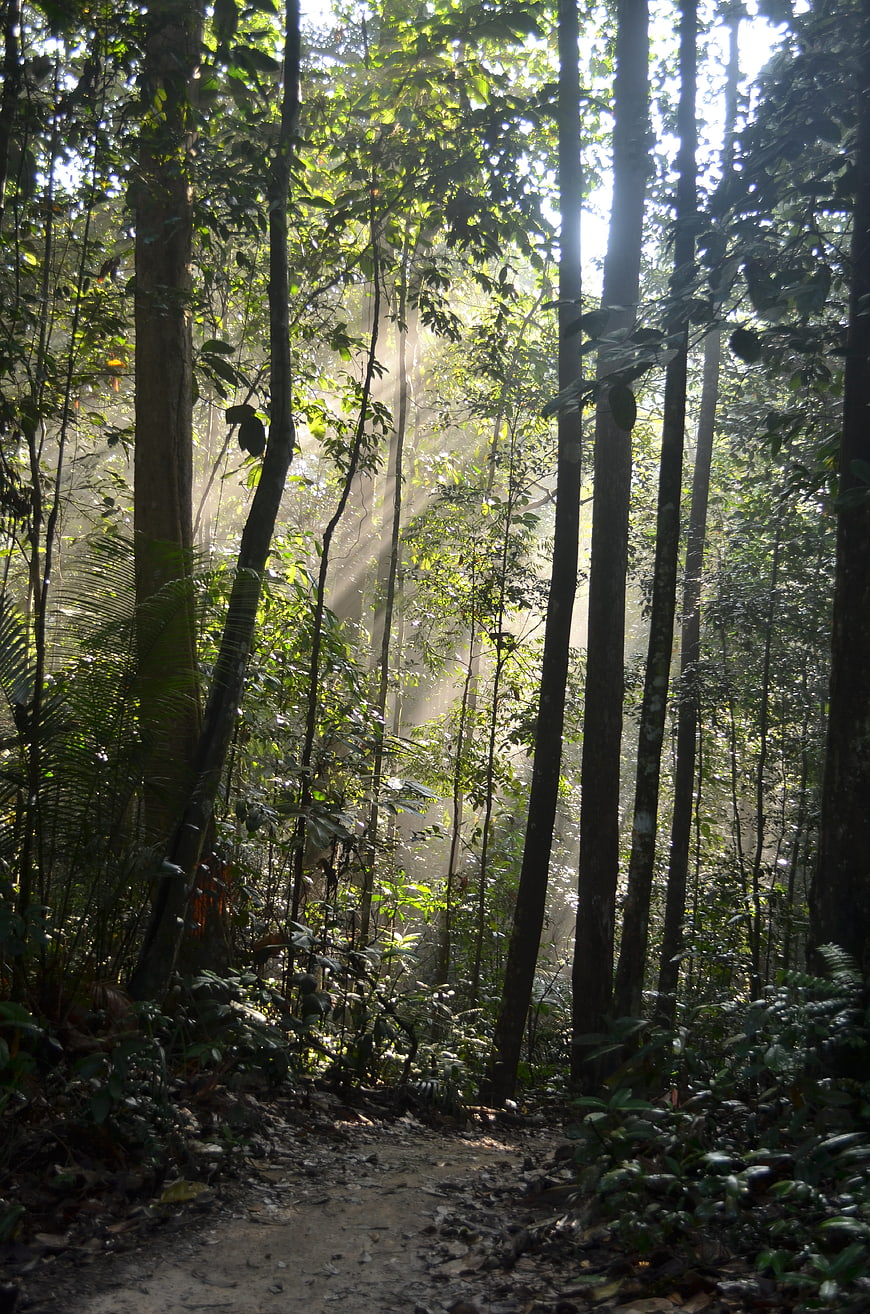 Sunbeams streaming through dense tropical rainforest trees
