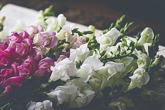 Fresh Pink and White Snapdragon Flowers on Vintage Paper