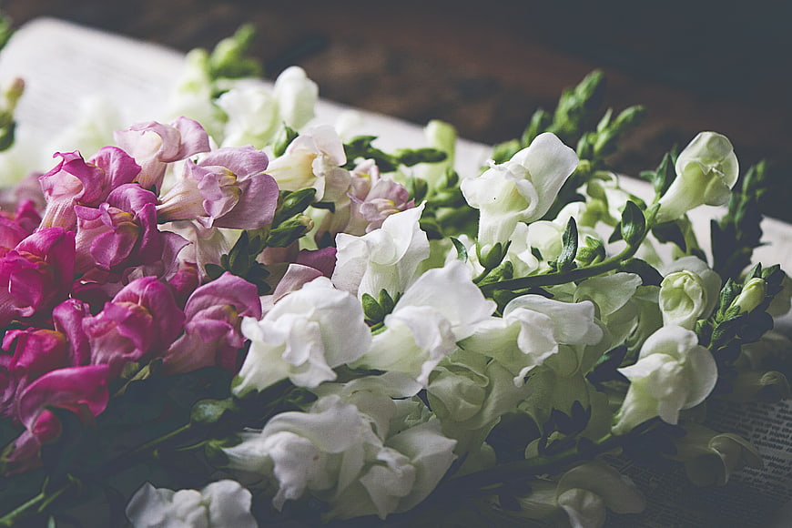 Fresh Pink and White Snapdragon Flowers on Vintage Paper