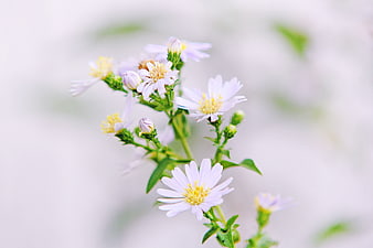 Delicate White Aster Flowers with Yellow Centers on Blurred Background