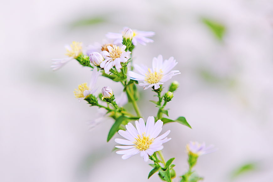Delicate White Aster Flowers with Yellow Centers on Blurred Background