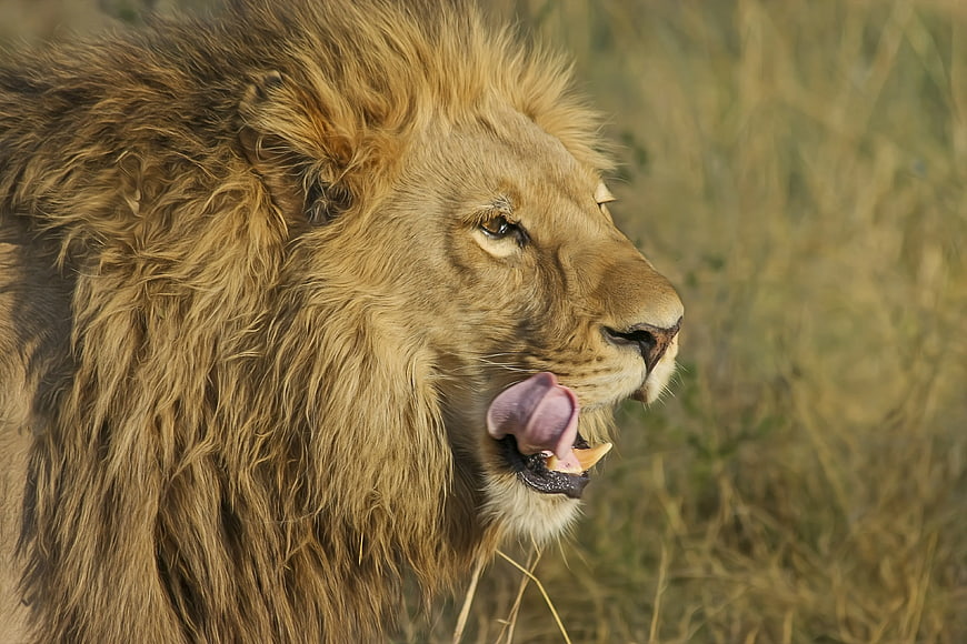 Close-up of male lion licking nose in savanna