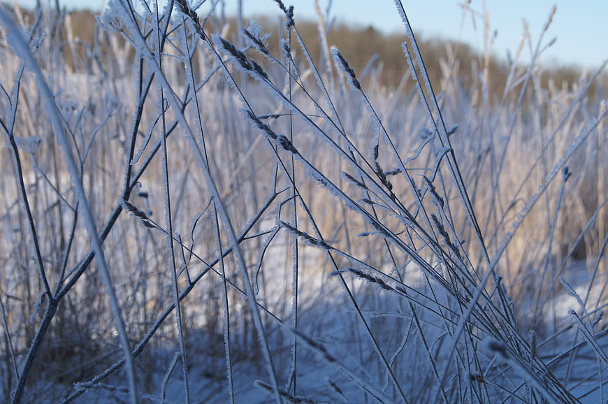Frost-covered grass blades in a snowy winter field