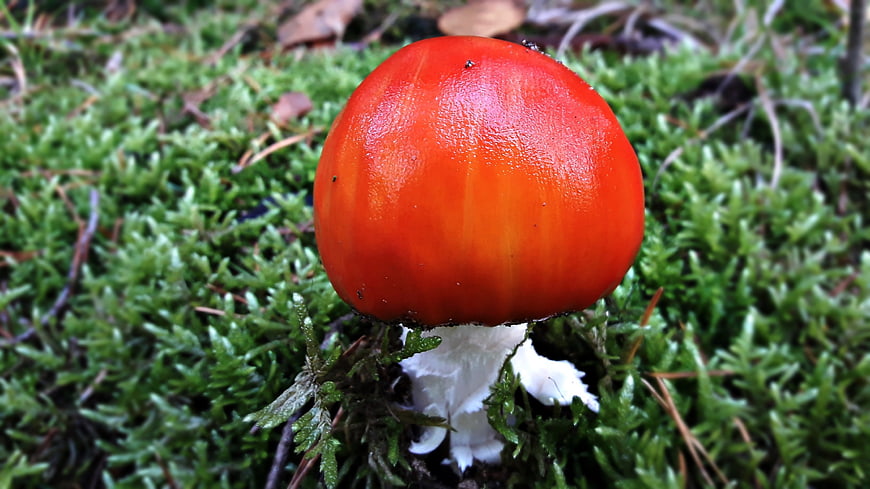 Vibrant red mushroom growing in green moss forest floor