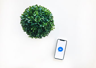 Smartphone with Messenger App and Green Plant on White Background