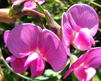 Close-up of vibrant pink chaparral pea flowers in sunlight