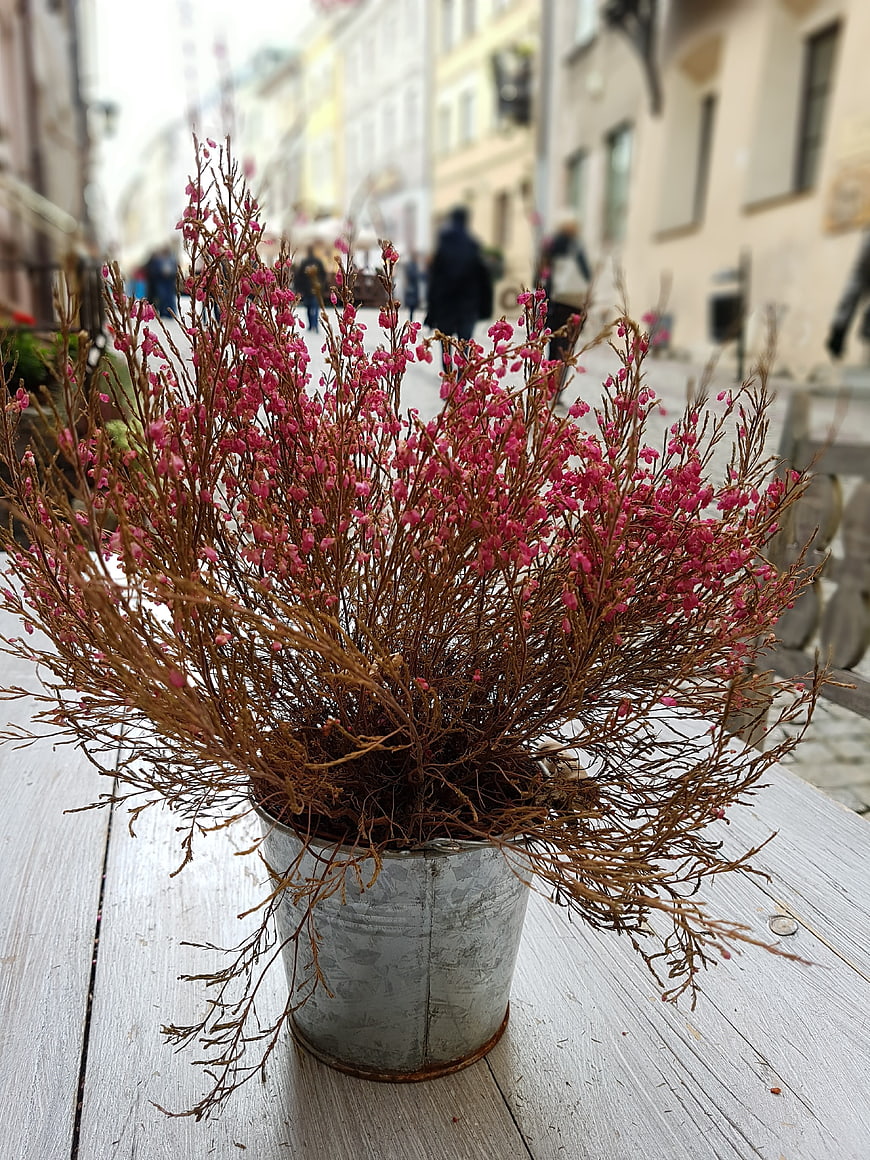 Pink heather flowers in rustic metal bucket on wooden table