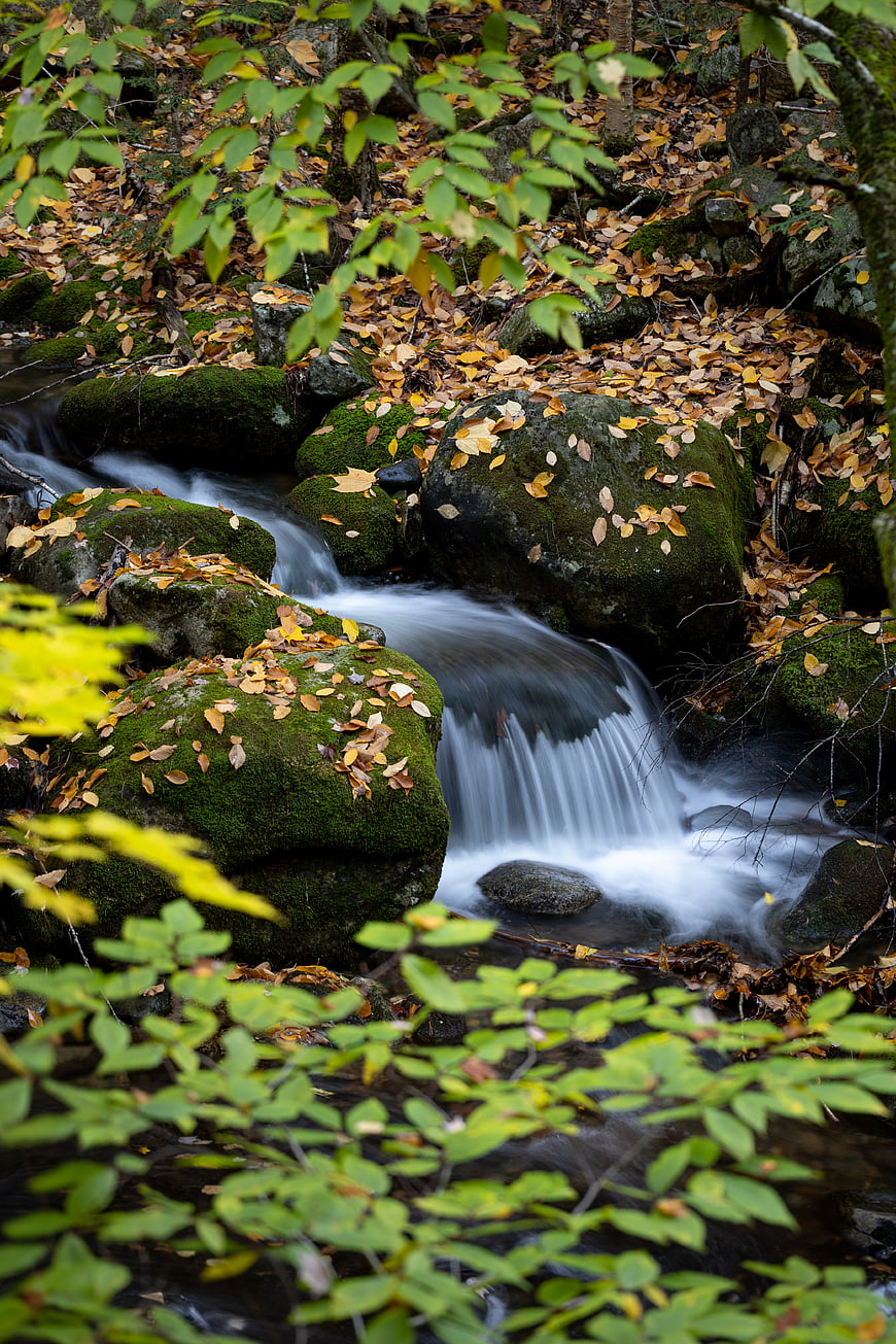 Mossy rocks and flowing stream in autumn forest