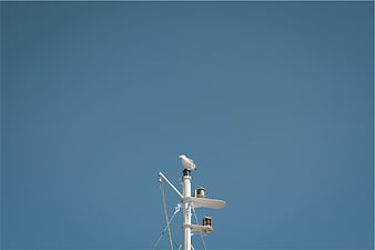 Seagull perched on white boat mast against clear blue sky