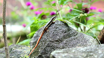 Red-tailed Skink Lizard on Rock in Garden