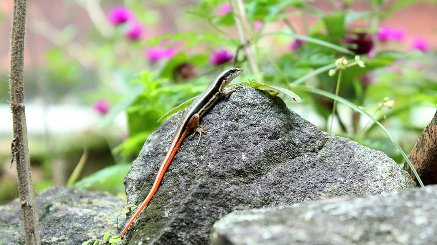 Red-tailed Skink Lizard on Rock in Garden