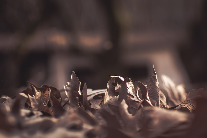 Close-up of dried autumn oak leaves with shallow depth of field
