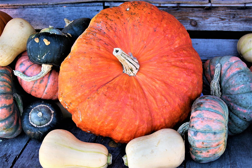Variety of autumn pumpkins and gourds on rustic wood