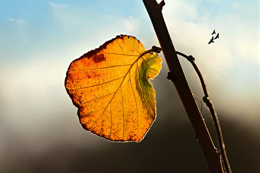 Backlit Autumn Leaf on Branch with Birds in Sky