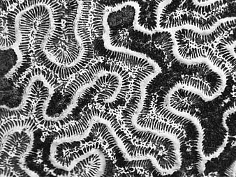 Black and White Brain Coral Texture Close-Up