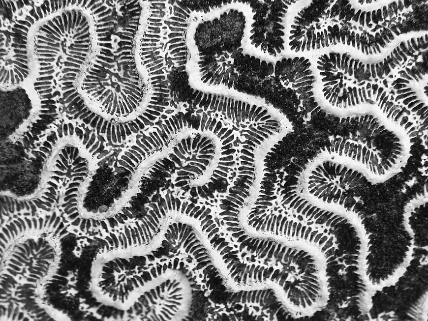 Black and White Brain Coral Texture Close-Up