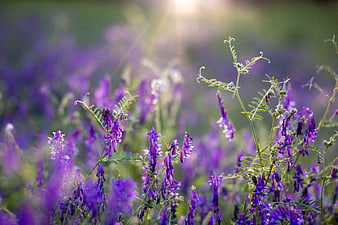 Purple Wildflowers in a Sunlit Meadow Field