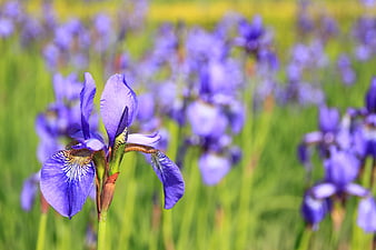 Close-up of a vibrant purple iris flower in a meadow