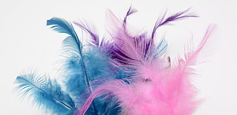 Colorful Blue, Pink, and Purple Feathers on White Background