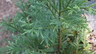 Close-up of fresh green conifer needles on a branch