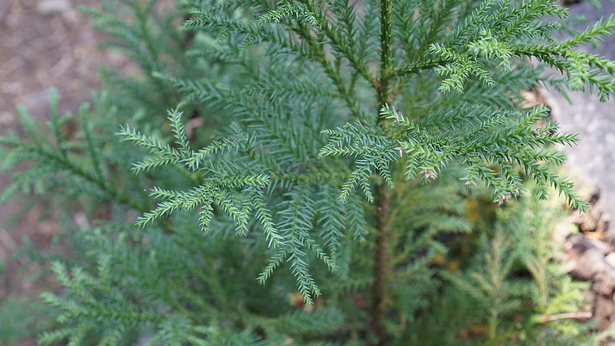 Close-up of fresh green conifer needles on a branch