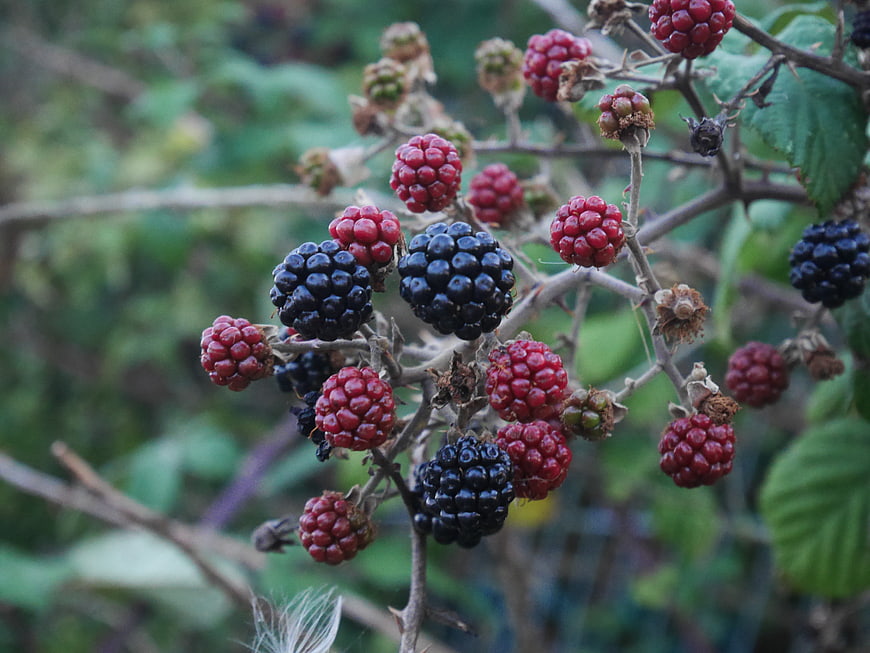 Ripe and Unripe Blackberries on Thorny Branch