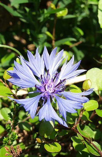 Close-up of a vibrant blue cornflower in a garden