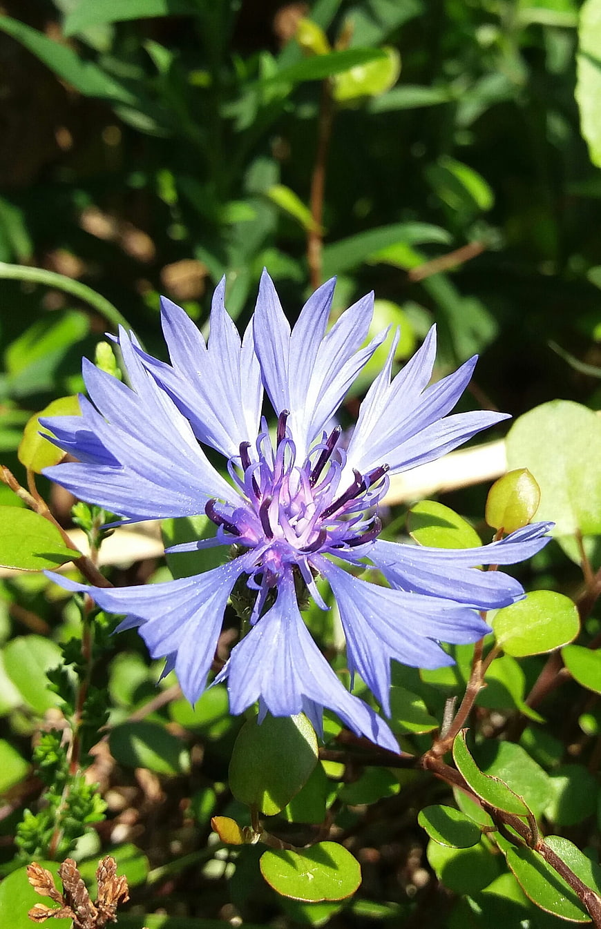 Close-up of a vibrant blue cornflower in a garden