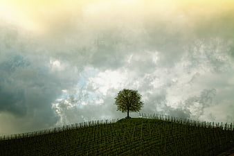 Lone Tree on Vineyard Hill Under Dramatic Cloudy Sky