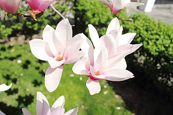 Pink Magnolia Blossoms in Spring Garden