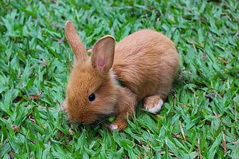 Cute Brown Baby Rabbit Grazing On Green Grass