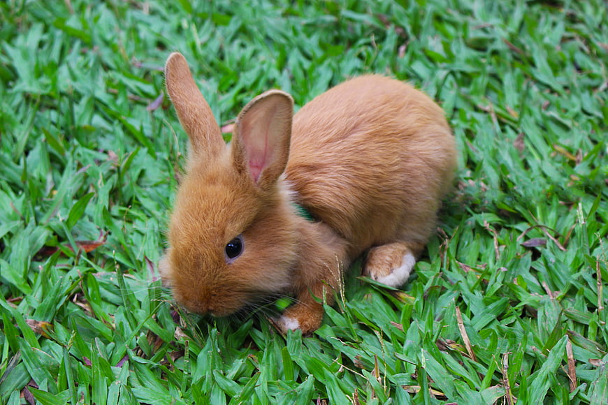Cute Brown Baby Rabbit Grazing On Green Grass