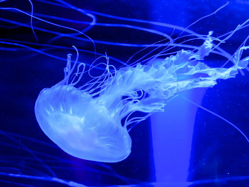 Glowing Blue Jellyfish Floating in Dark Water