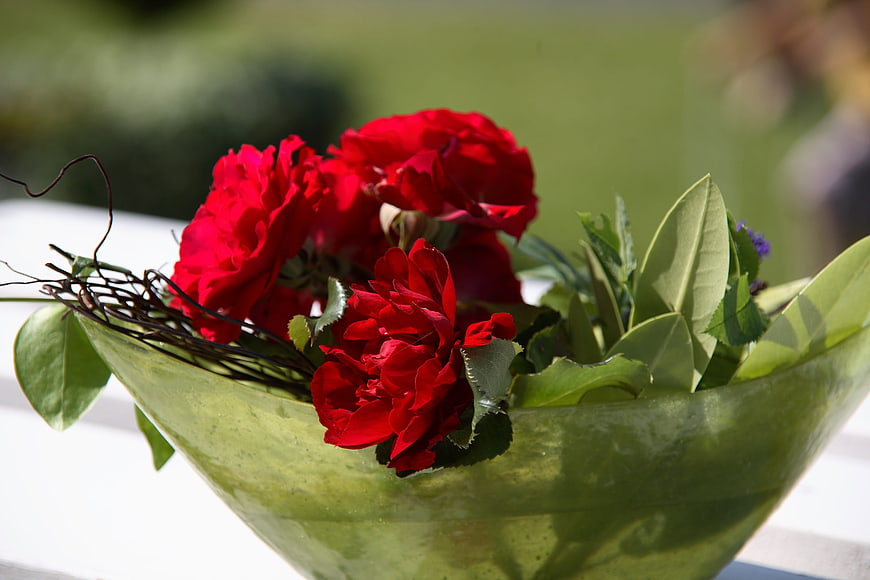 Vibrant red roses in green cellophane wrap