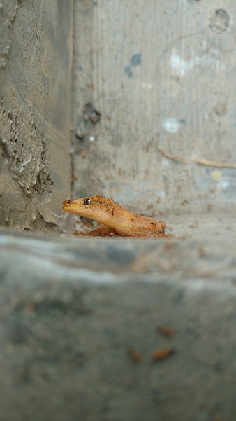 Close-up of a small lizard peeking from a concrete crevice