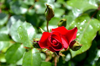 Vibrant Red Rose Bud with Water Droplets on Green Leaves
