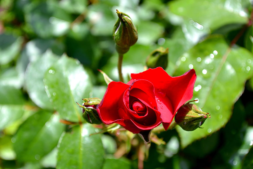 Vibrant Red Rose Bud with Water Droplets on Green Leaves