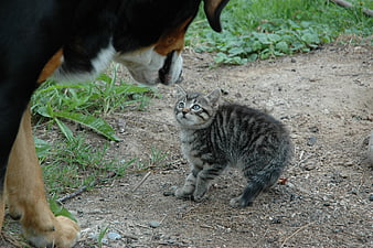 Curious Tabby Kitten Meeting Large Dog Outdoors