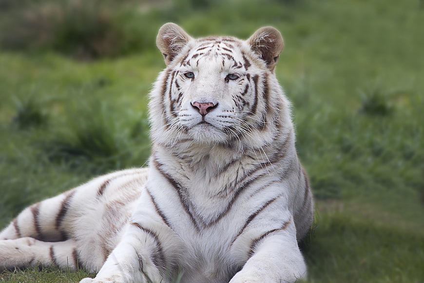 White Bengal Tiger Resting on Green Grass