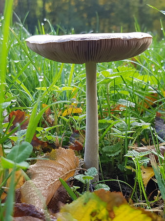 Close-up of a mushroom in a grassy meadow with autumn leaves
