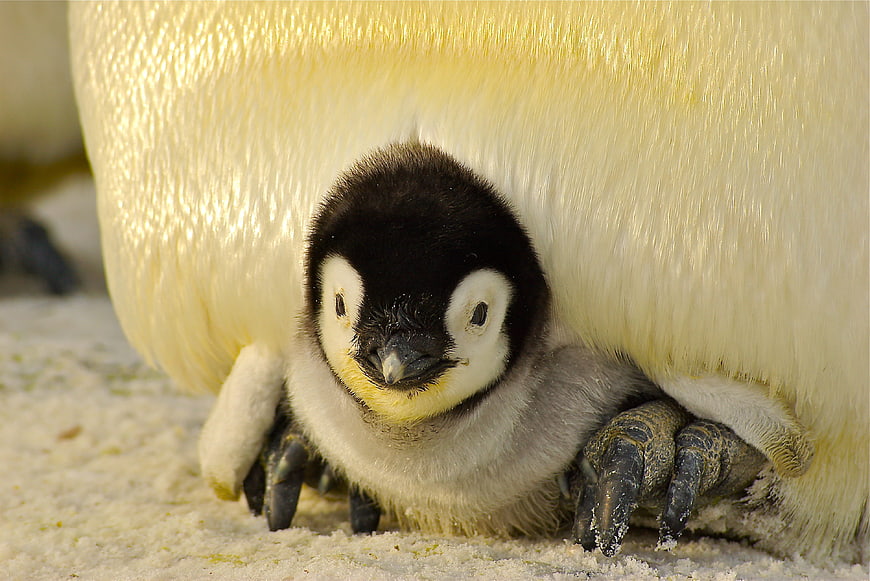 Cute Emperor Penguin Chick Nestled Under Parent on Snow