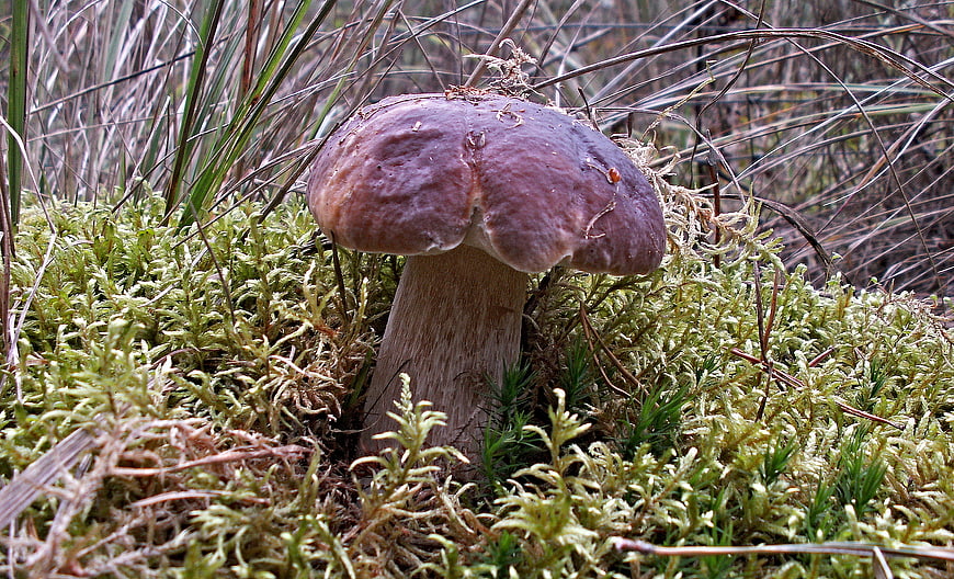 Brown mushroom growing in green moss forest floor