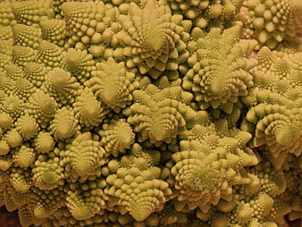 Close-up of Romanesco Broccoli Fractal Texture