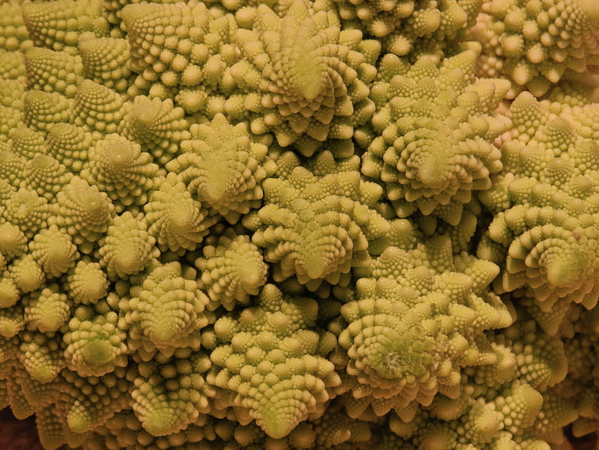 Close-up of Romanesco Broccoli Fractal Texture