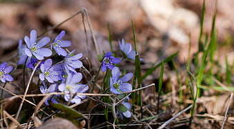 Purple Hepatica Wildflowers Blooming in Spring Forest