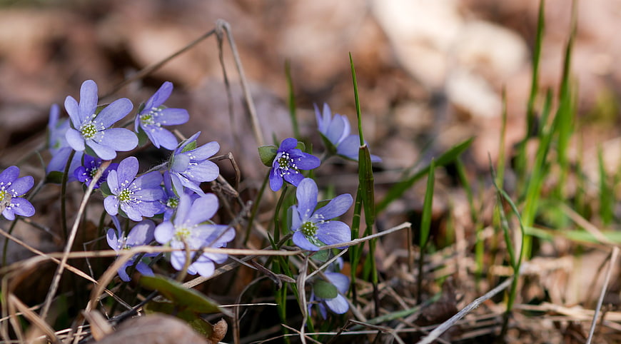Purple Hepatica Wildflowers Blooming in Spring Forest