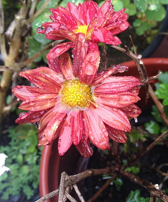 Close-up of red chrysanthemum flowers with water droplets