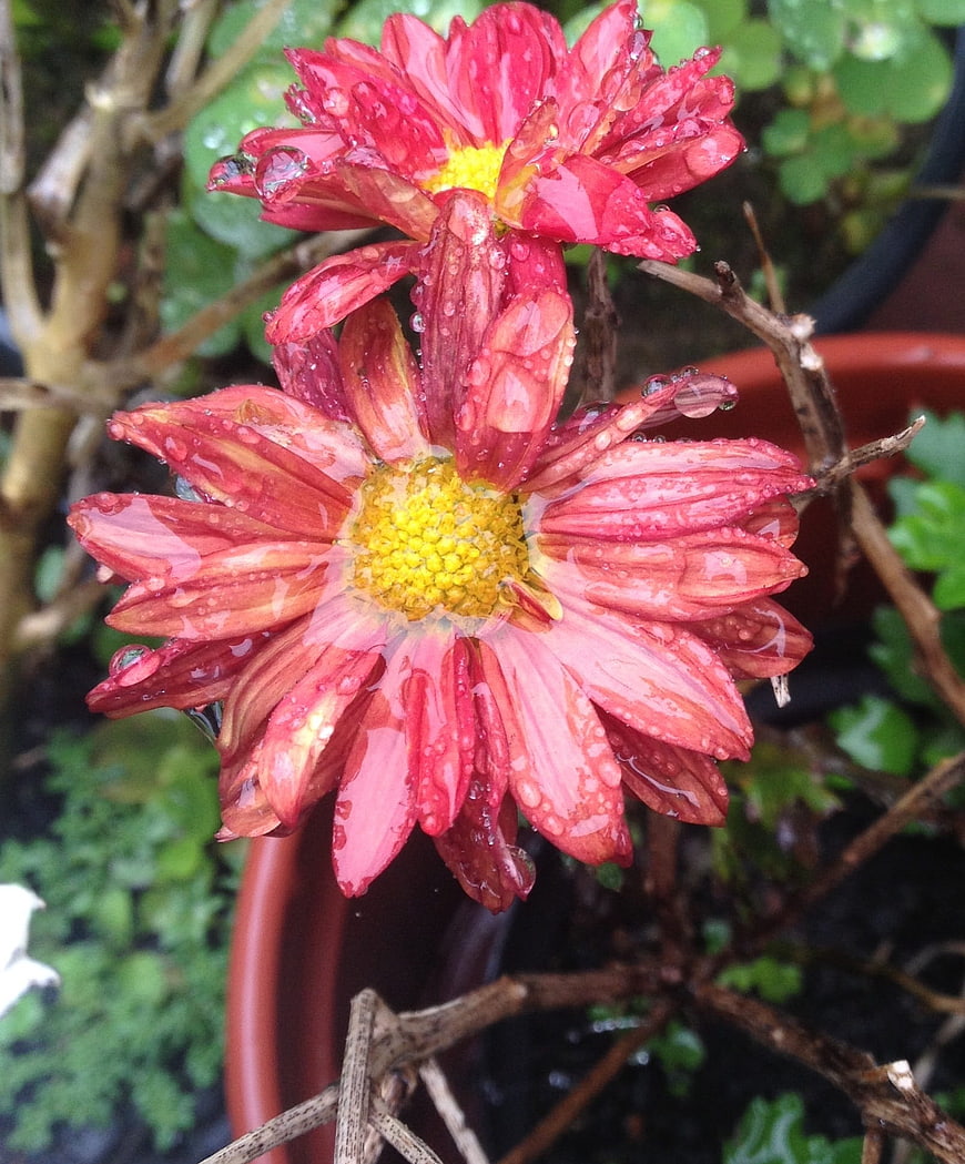 Close-up of red chrysanthemum flowers with water droplets