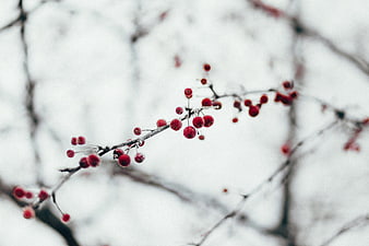 Red Berries on Frosty Branch Against White Winter Background